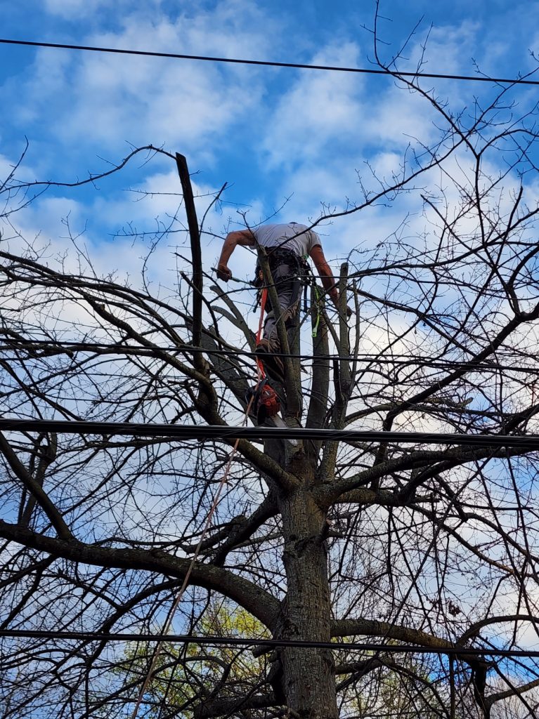 Removal of pin oak tree in Charleston, WV - Climber in Tree
