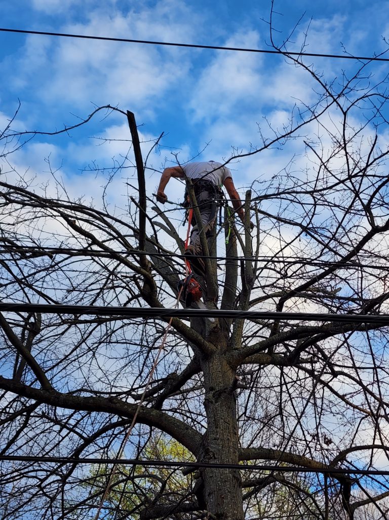 Removal of pin oak tree in Charleston, WV - Climber in Tree