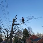 Removal of pin oak tree in Charleston, WV - Climber in Tree