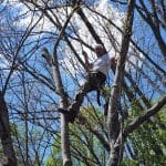 Patriot Tree Experts - Climber in Tree - Removal of Maple in Charleston, WV