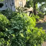 Patriot Tree Experts - Storm Damaged Maple tree in South Charleston, WV