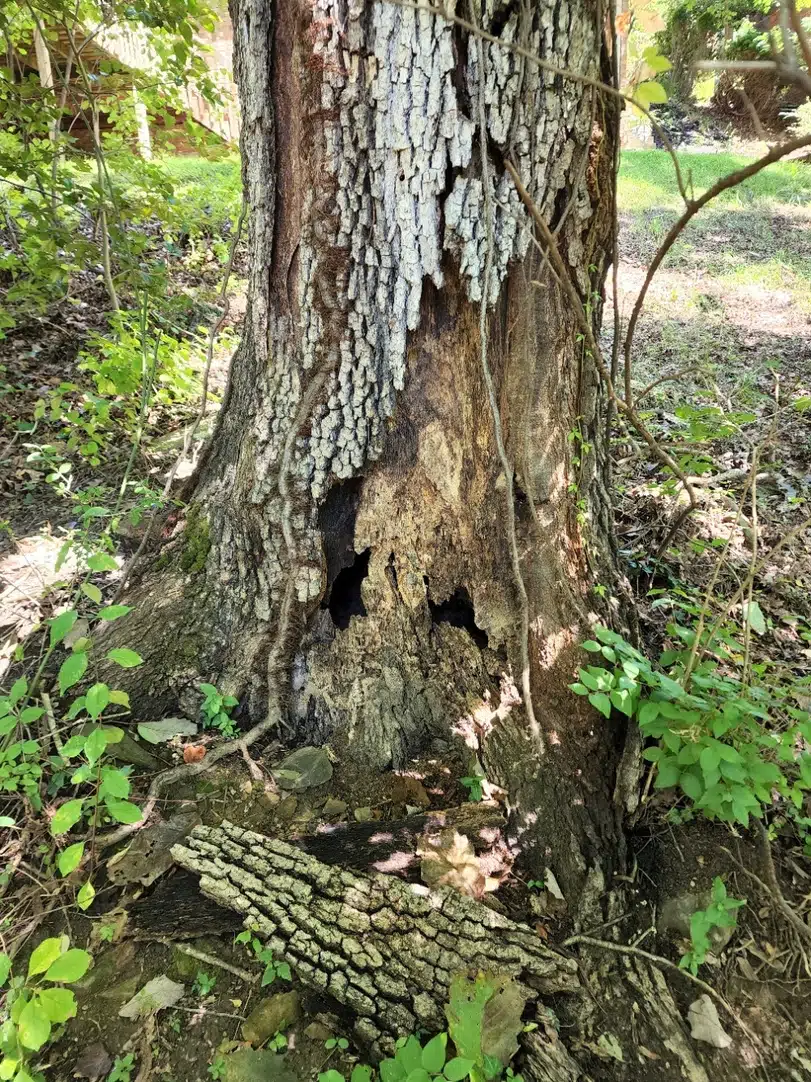 Fallen tree damage cleanup by Patriot Tree Experts in Charleston WV