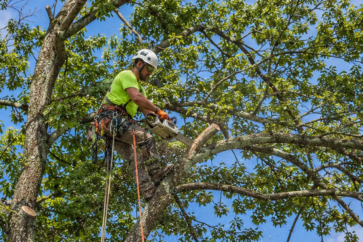 Climber tree trimming service in Hurricane WV by Patriot Tree Experts