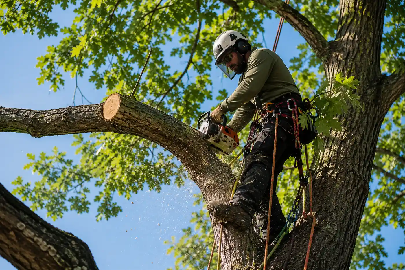 Tree climber using a saw for professional tree care in Charleston WV