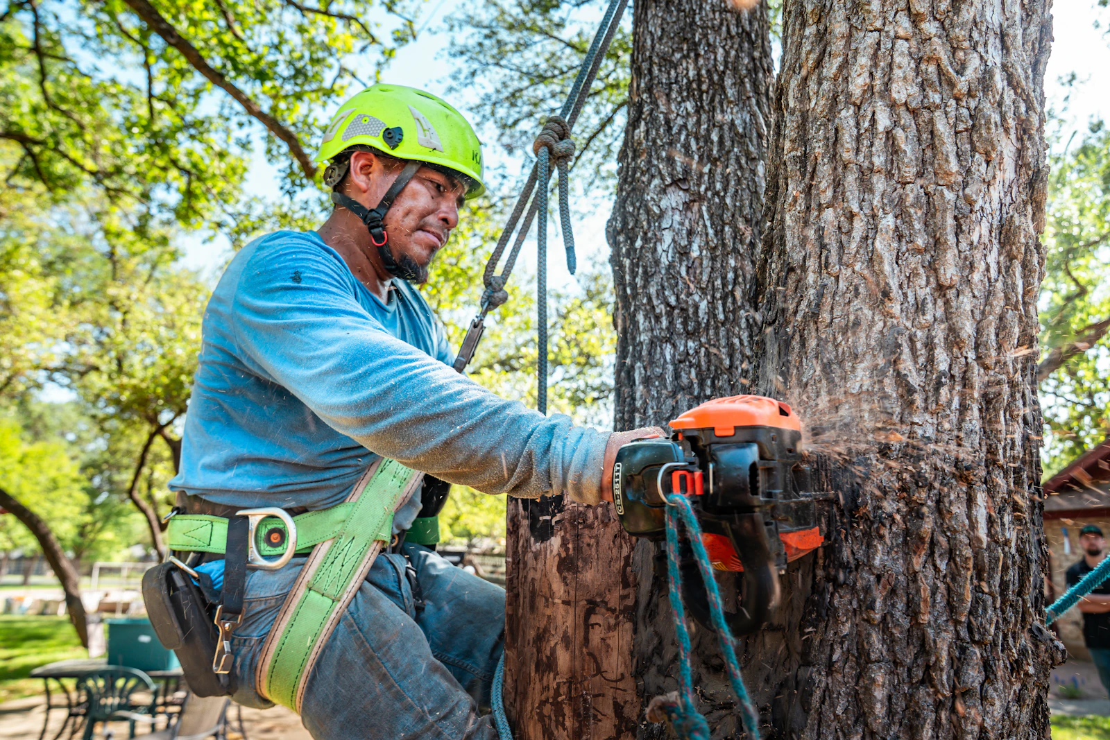Professional tree removal work for Davis Creek WV properties