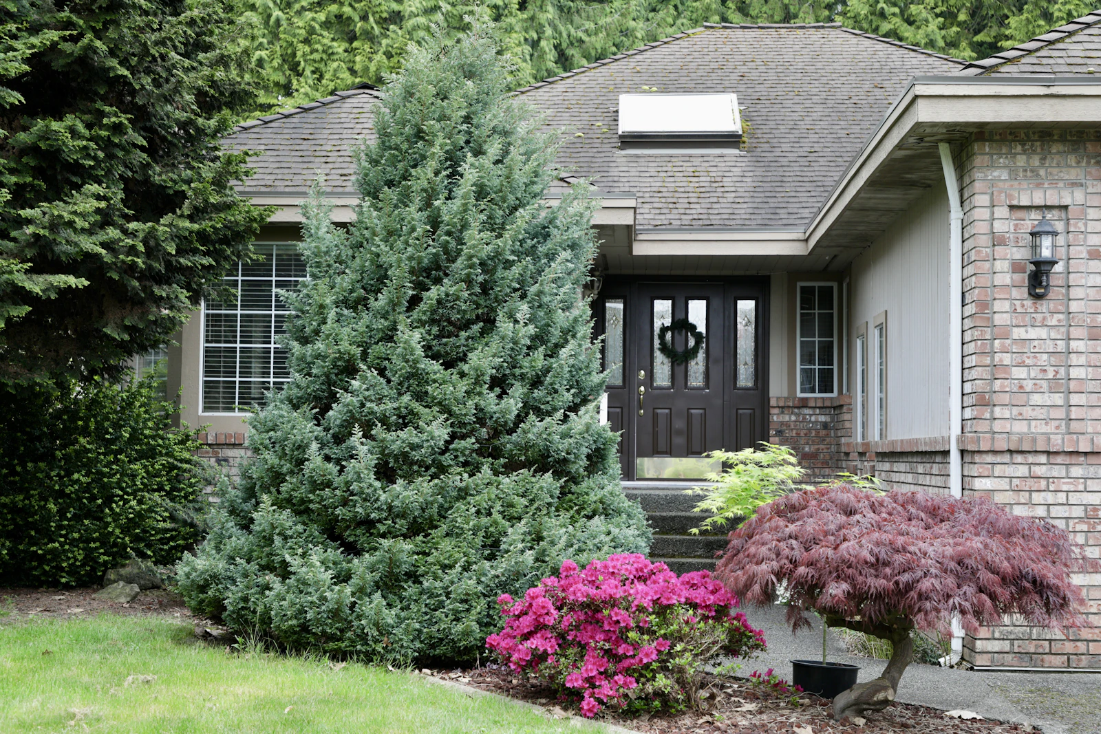 Mature trees and residential property representing tree service needs in Marmet WV