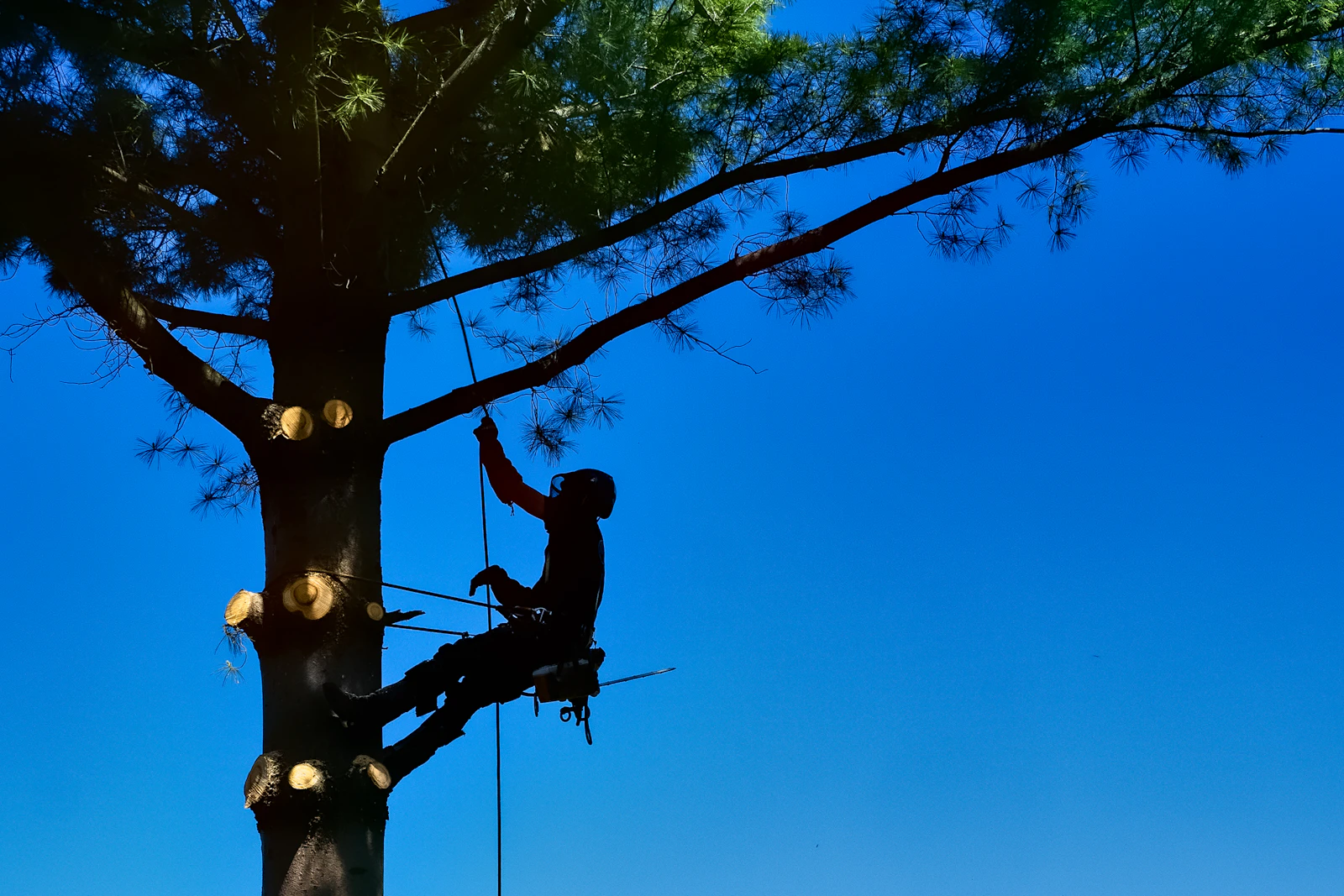 Arborist performing professional tree trimming for Belle WV properties