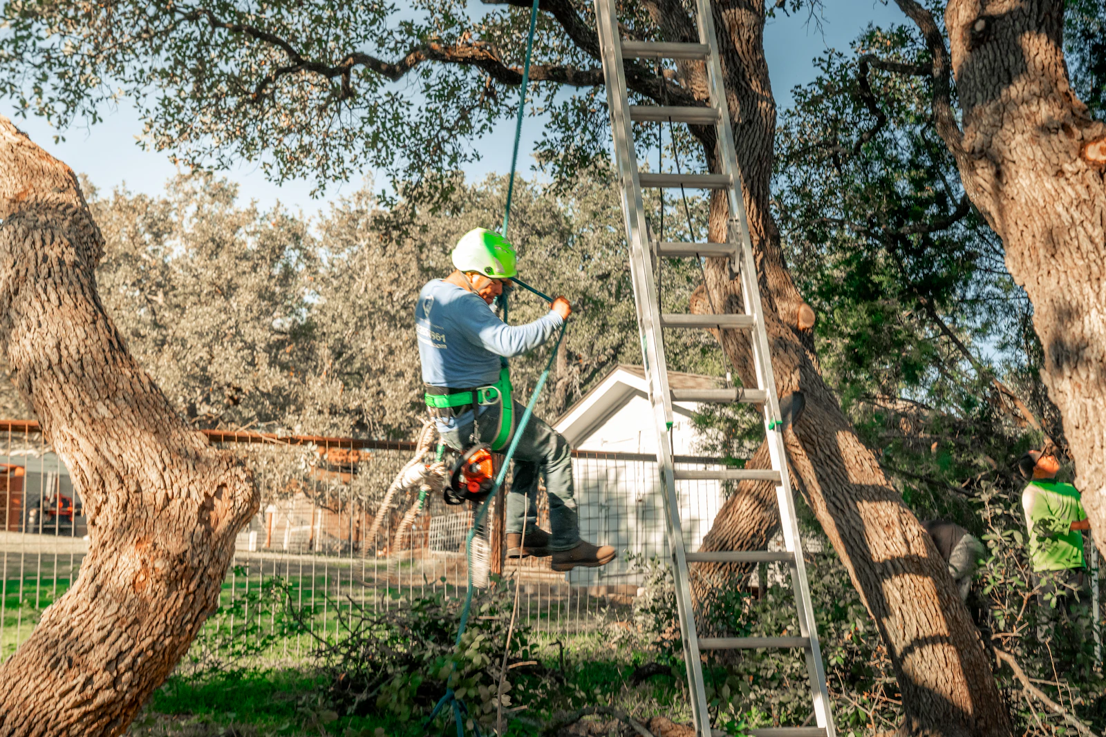 Arborist performing professional tree trimming for St. Albans WV properties